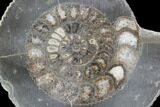 Polished Ammonite (Dactylioceras) Half - England #103794-1